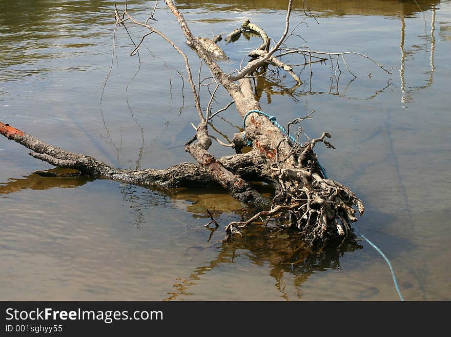 Dead Tree in River