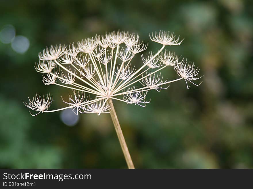 Plant seedhead