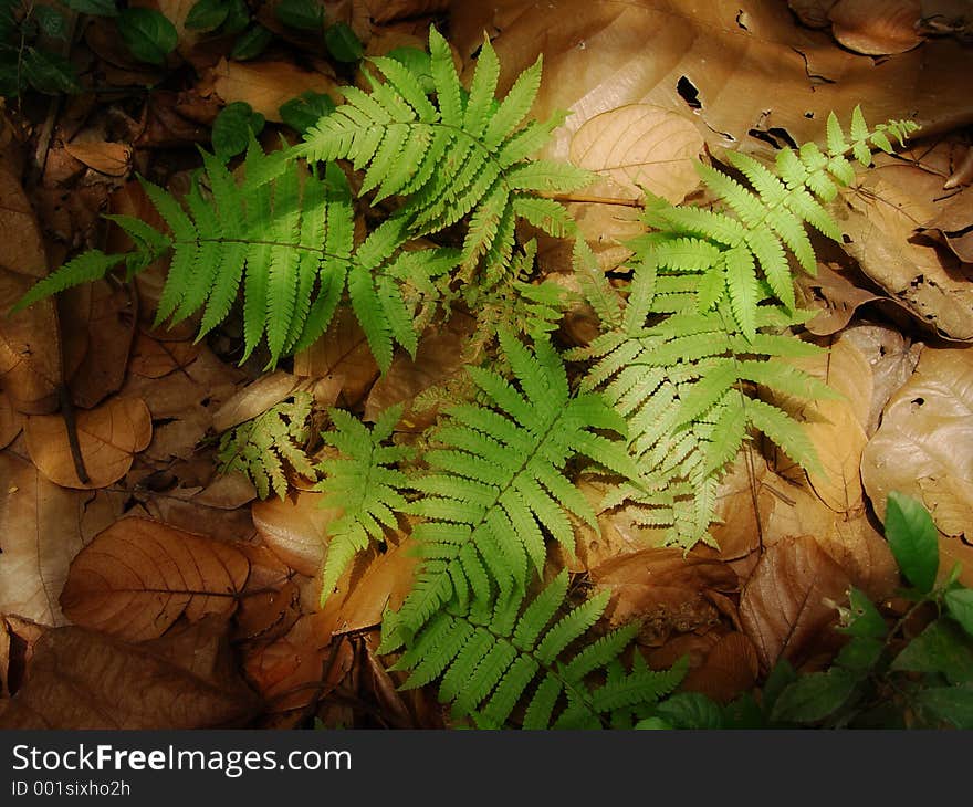 Green leaf with wither ones as background