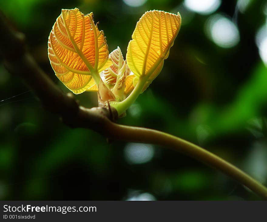 Yellow leaf shoot with backlighting technique