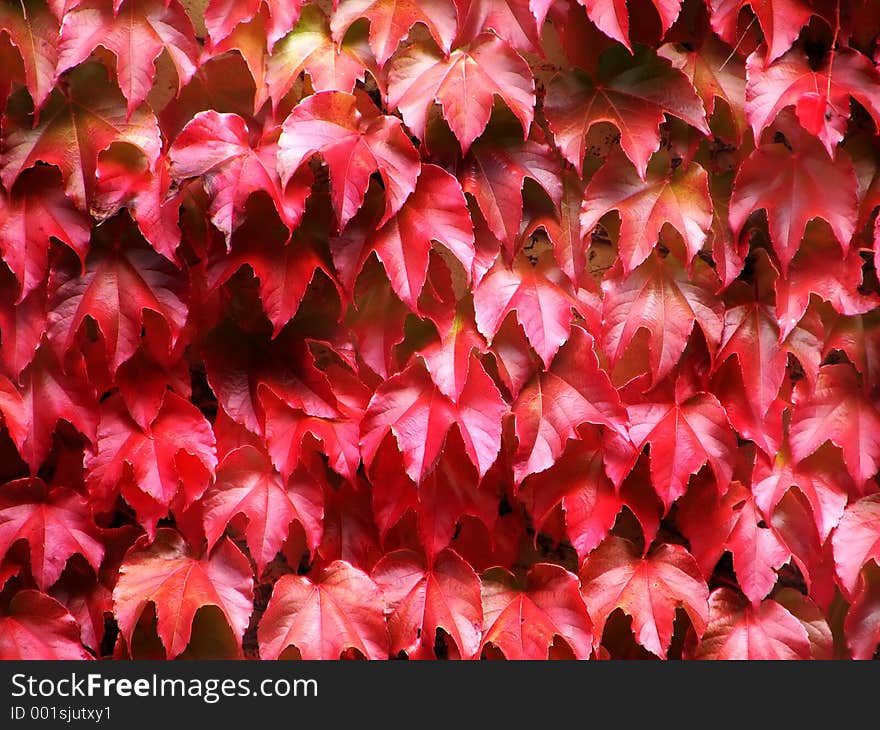 Shot of red leaves. Shot of red leaves