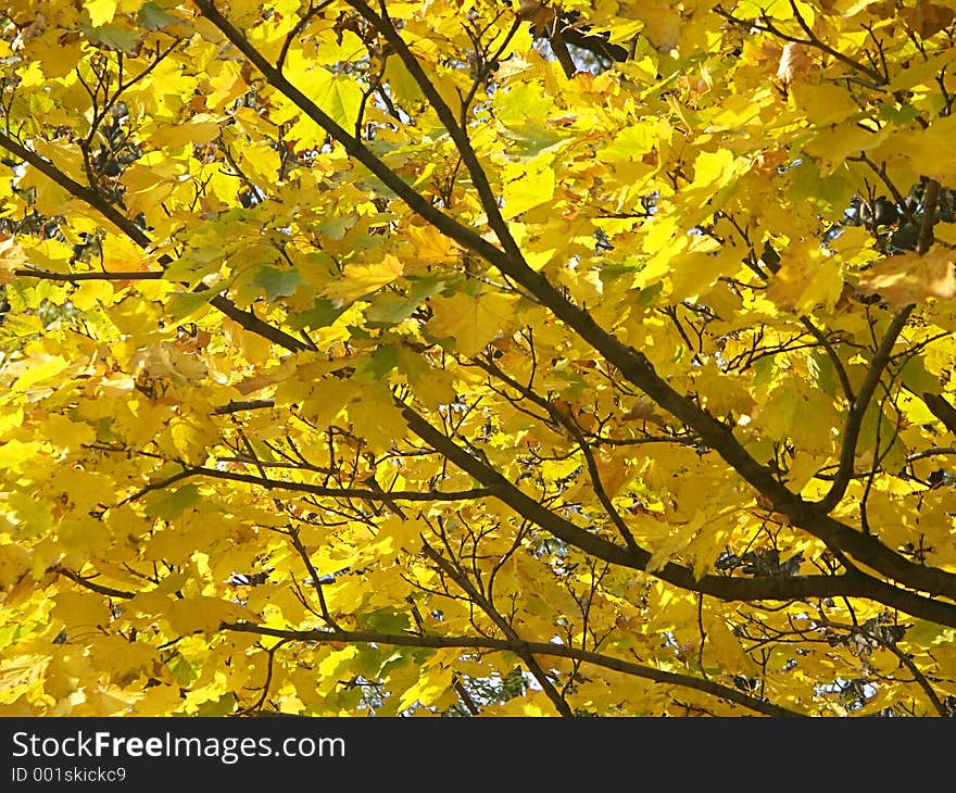 Colorful tree foliage in the fall. Colorful tree foliage in the fall