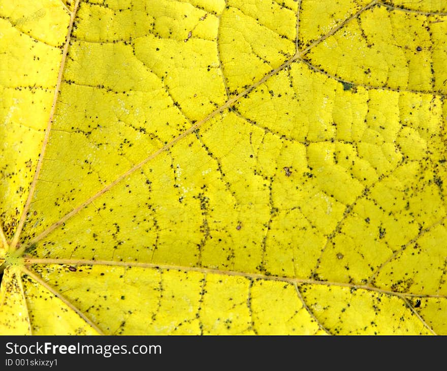 Closeup of maple leaf in fall colors. Closeup of maple leaf in fall colors