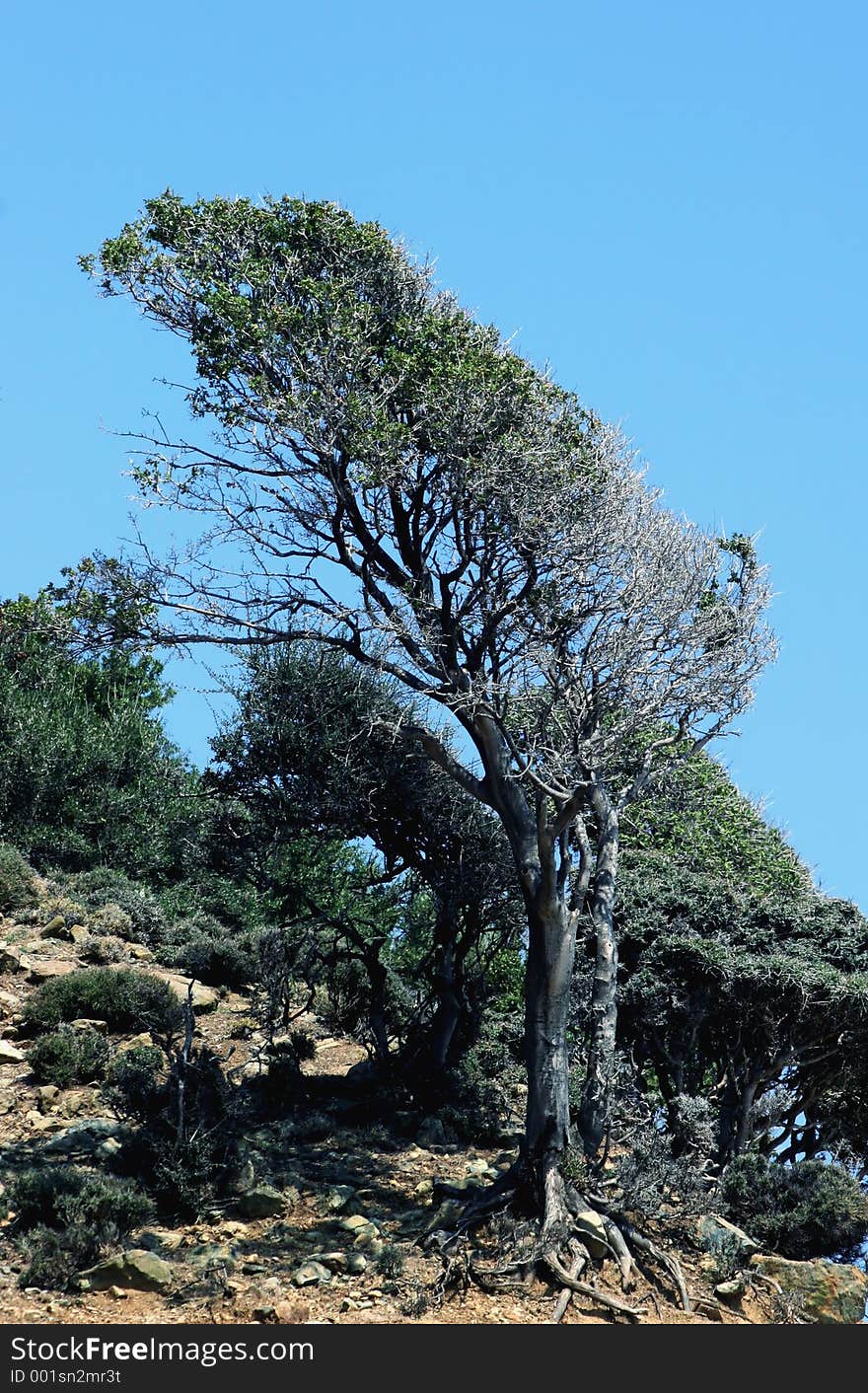 Trees Born Under The Wind