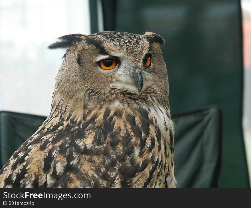 Eagle Owl