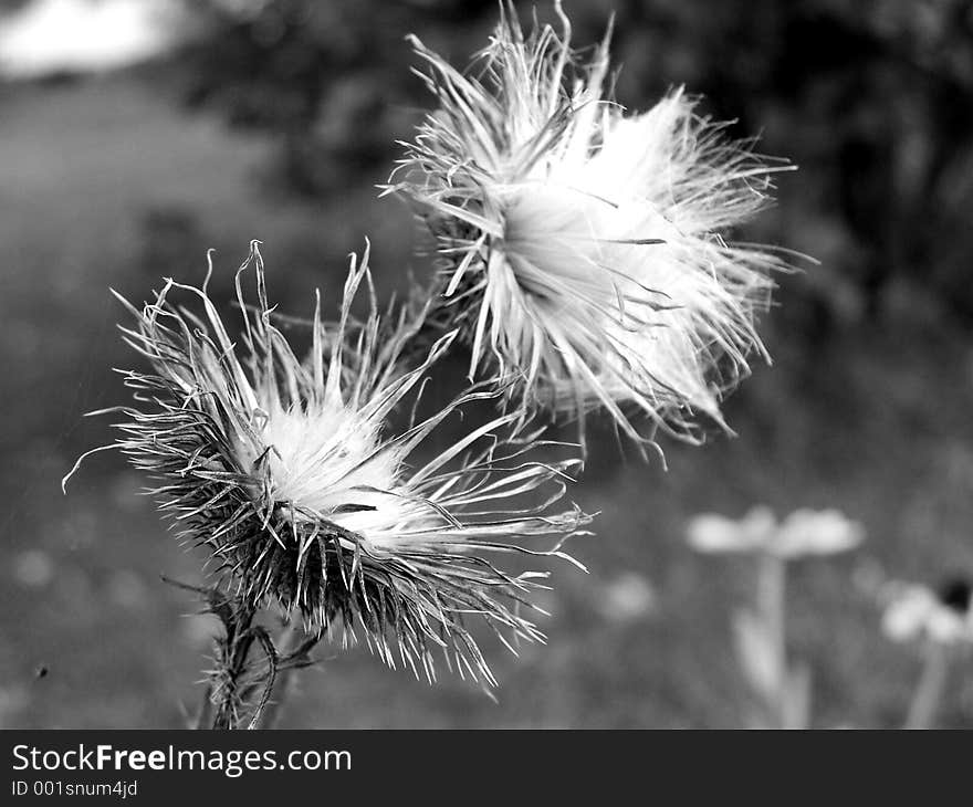 Thistle in Black and white. a little grain present