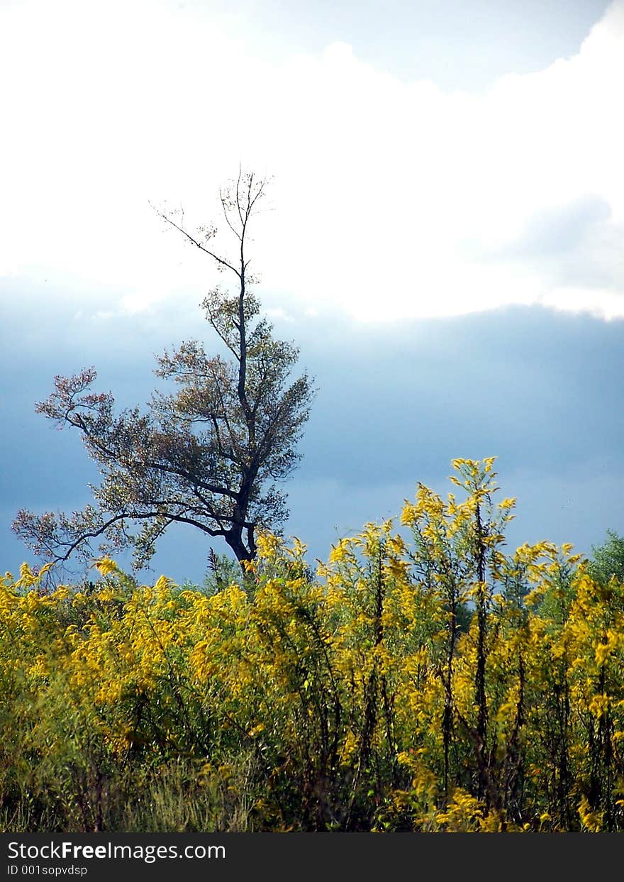 A field of weeds with a single tree in the background. A field of weeds with a single tree in the background.