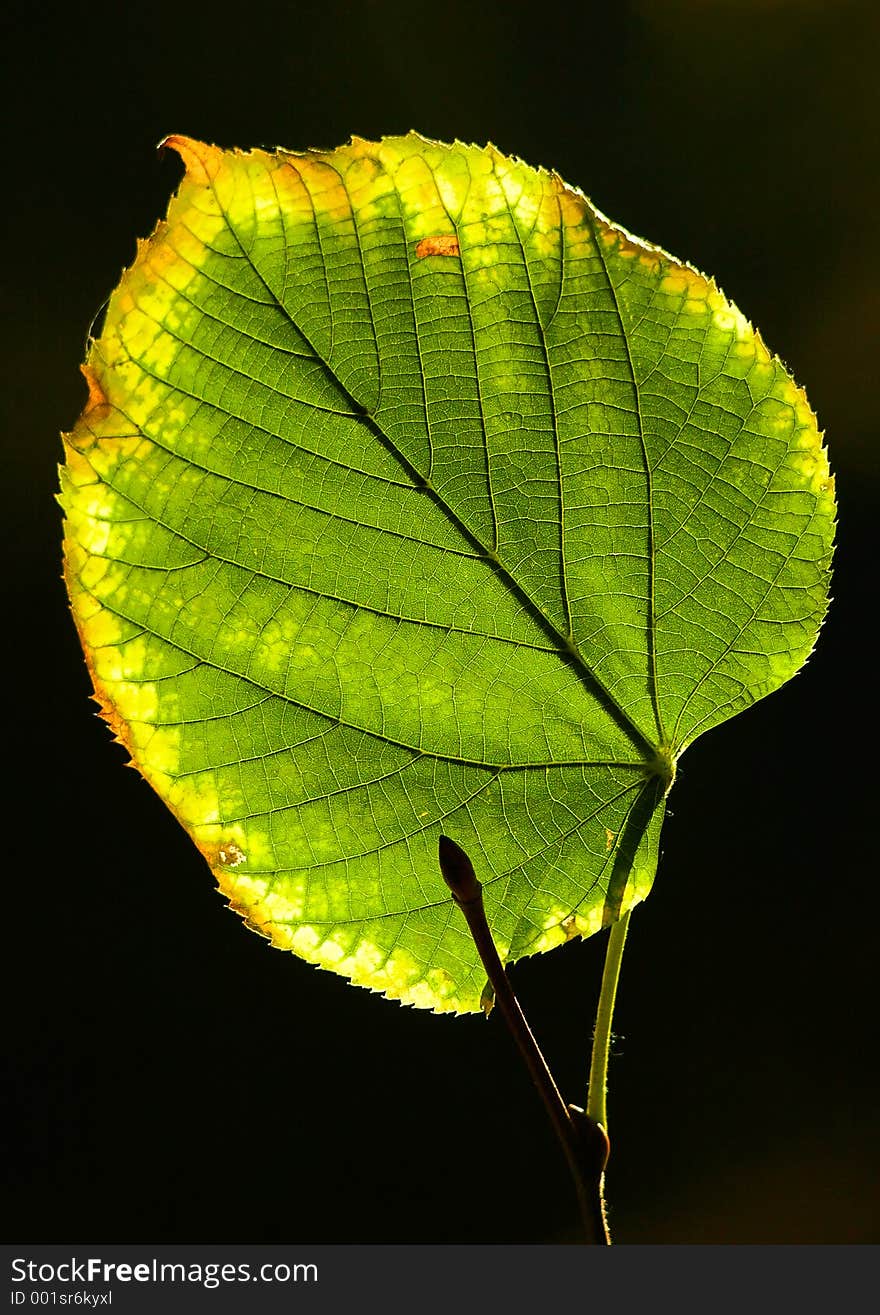 In beams of the morning autumn sun the foliage looks especially beautifully. In beams of the morning autumn sun the foliage looks especially beautifully