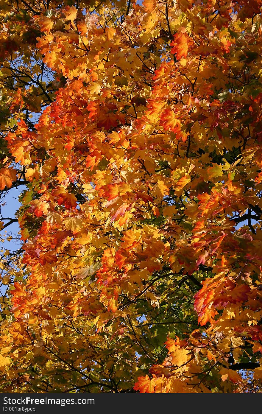 Maple tree in the autumn, red and yellow