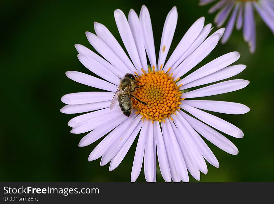 Camomile with a bee