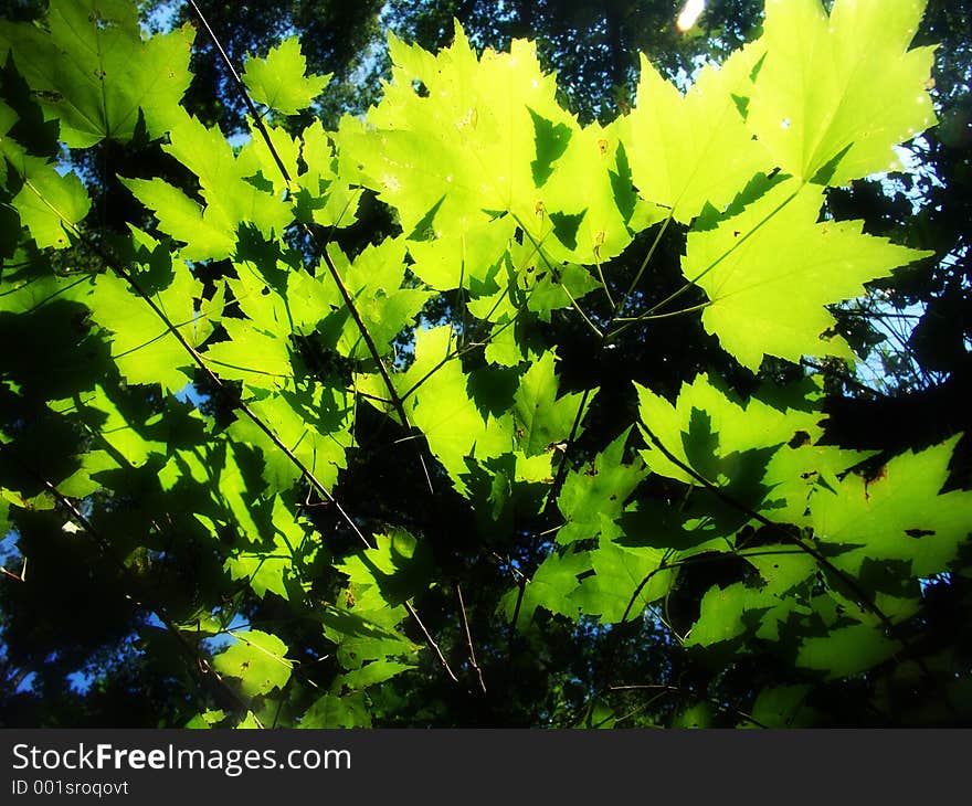 Autumns leaves backlit. Autumns leaves backlit.