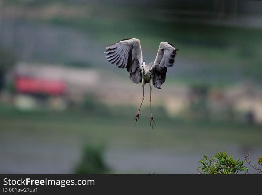 Birds Image