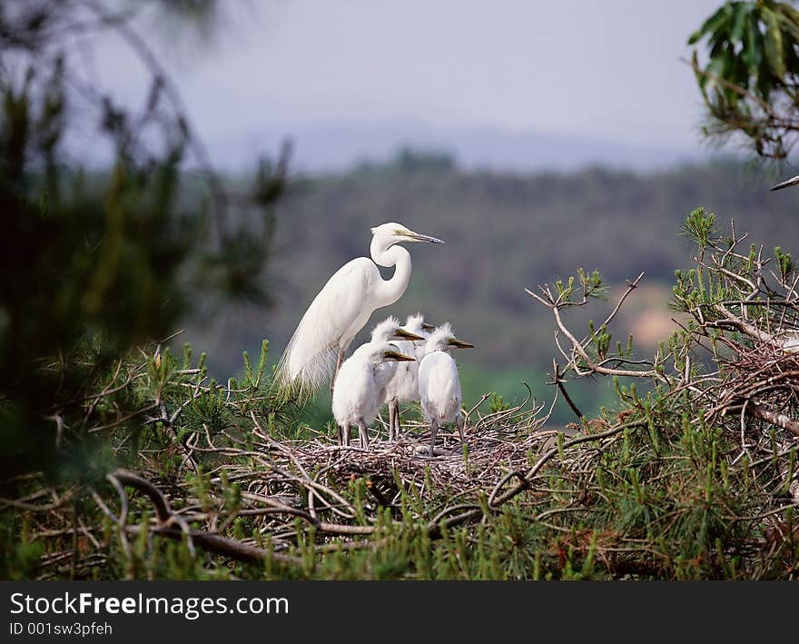 Birds Image