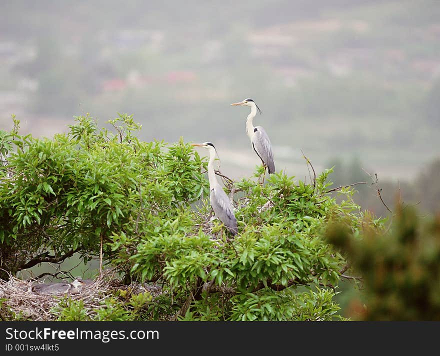 Birds Image