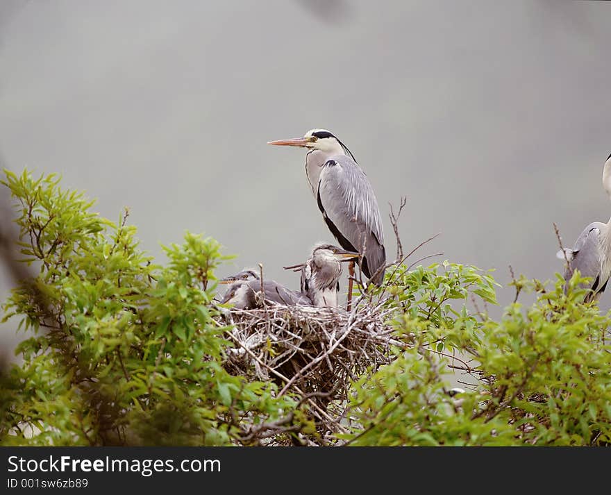 Birds Image