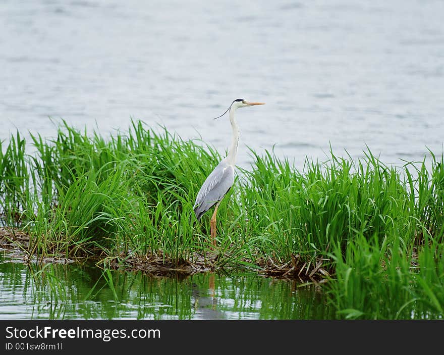 Birds Image