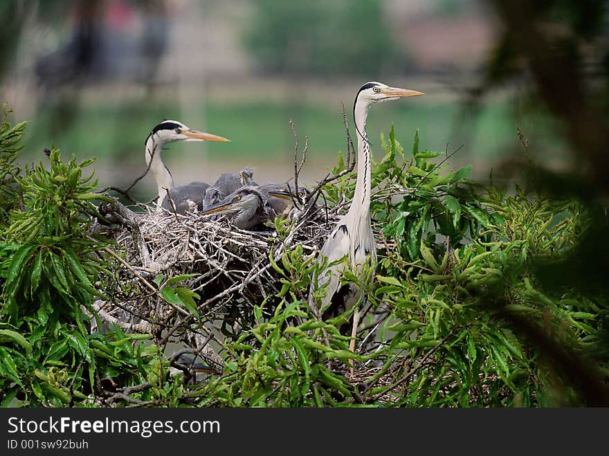 Birds Image