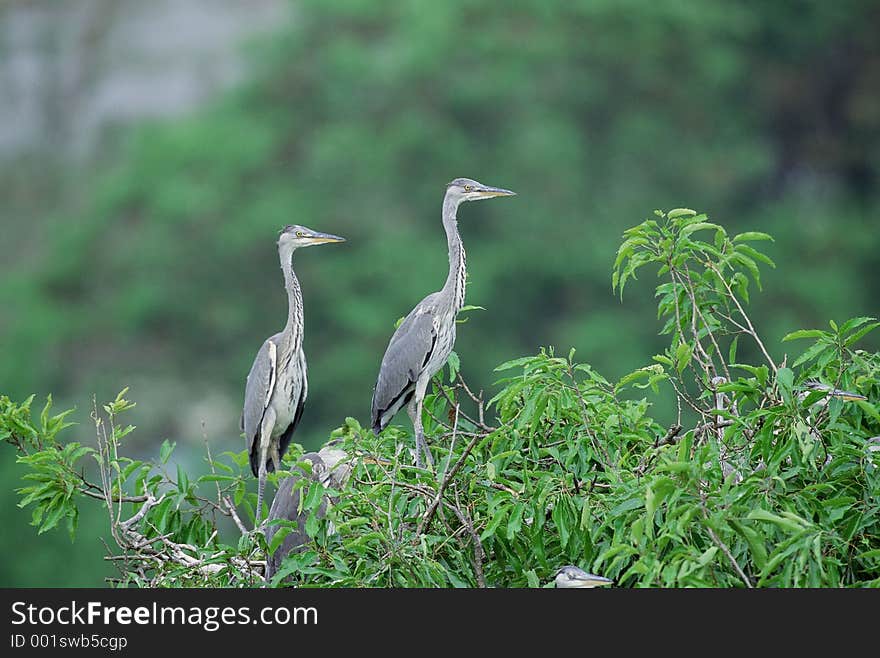 Birds Image