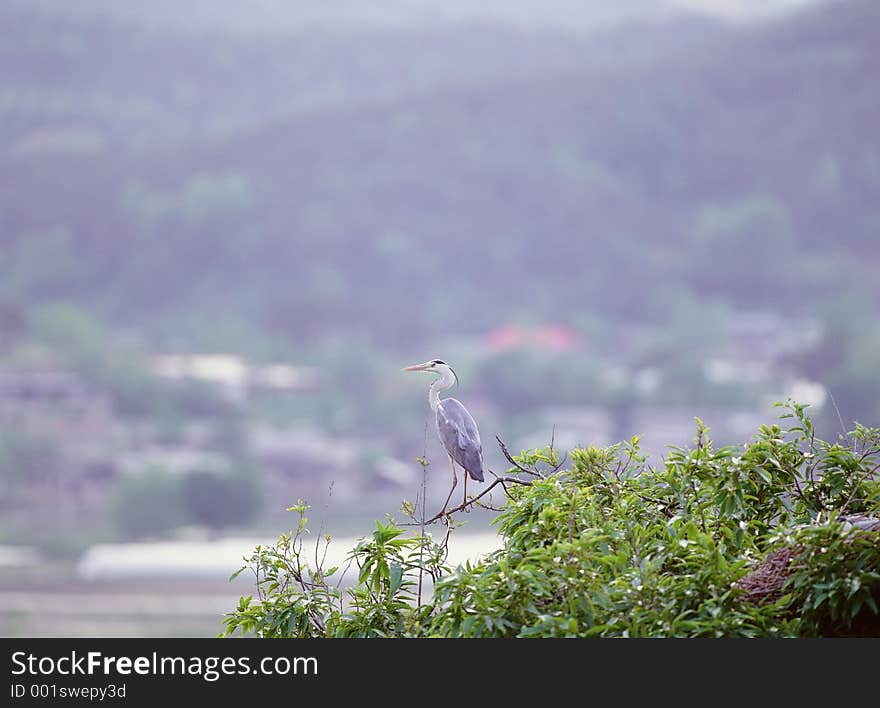 Birds Image