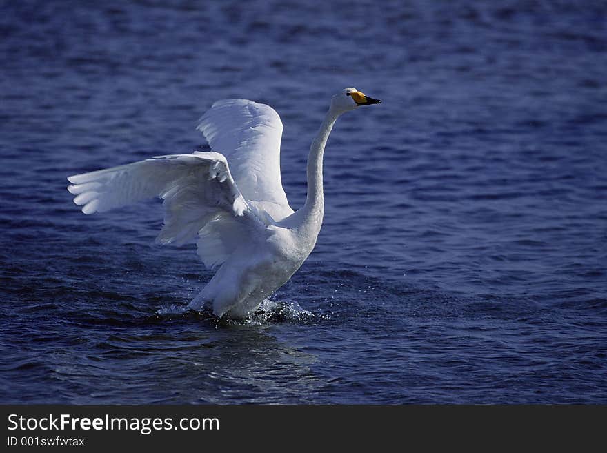 Birds Image