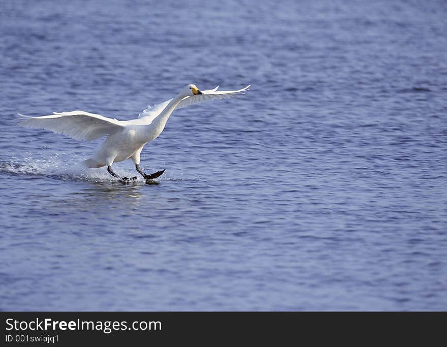 Birds Image