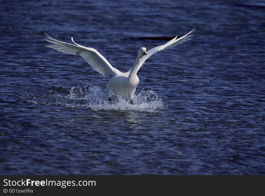 Birds Image