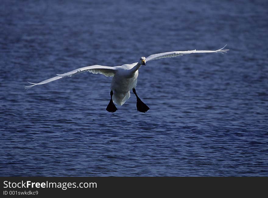 Birds Image