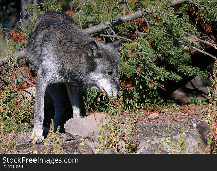 Dark Timber Wolf looking dejected and humiliated. Dark Timber Wolf looking dejected and humiliated