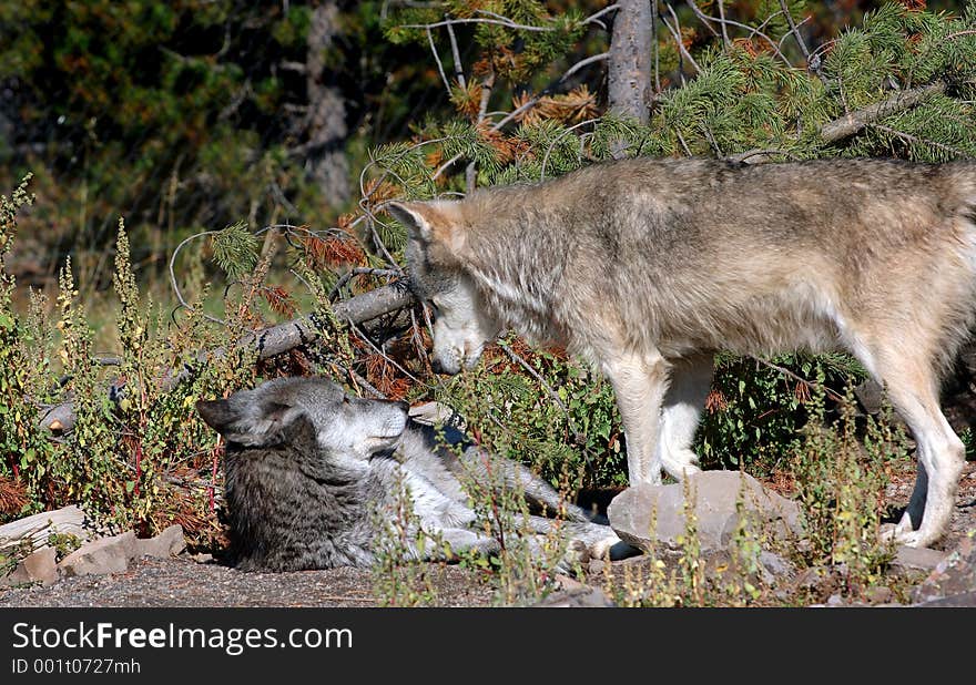 Pale Timber Wolf standing over dark, lying down Timber Wolf. Pale Timber Wolf standing over dark, lying down Timber Wolf