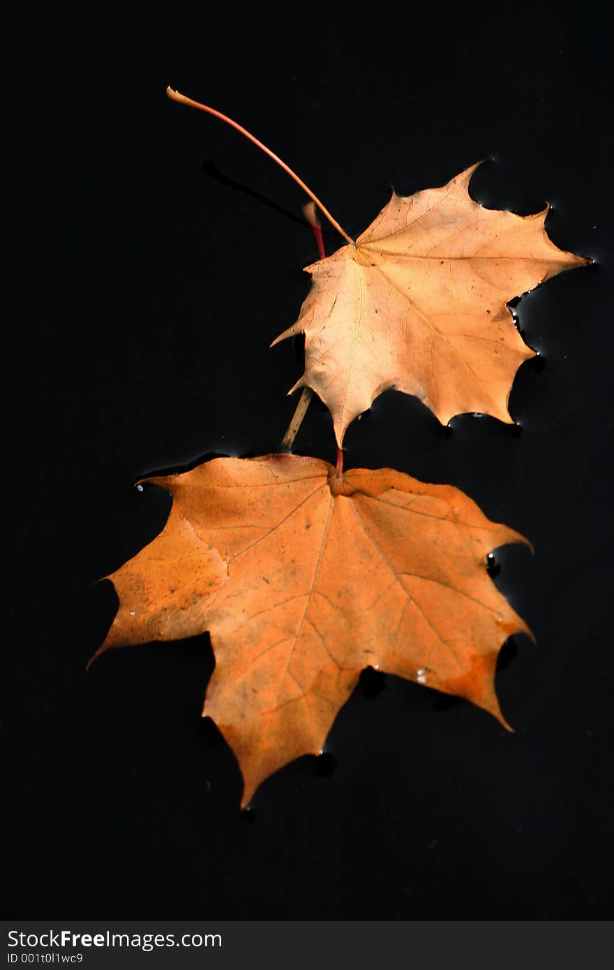 Leaves on the water