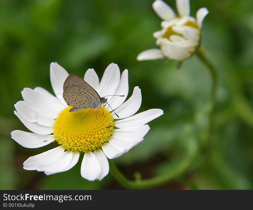 Marguerite