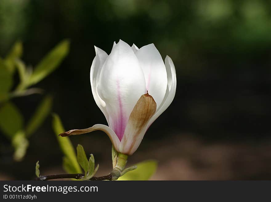 Flower in Spring. Flower in Spring