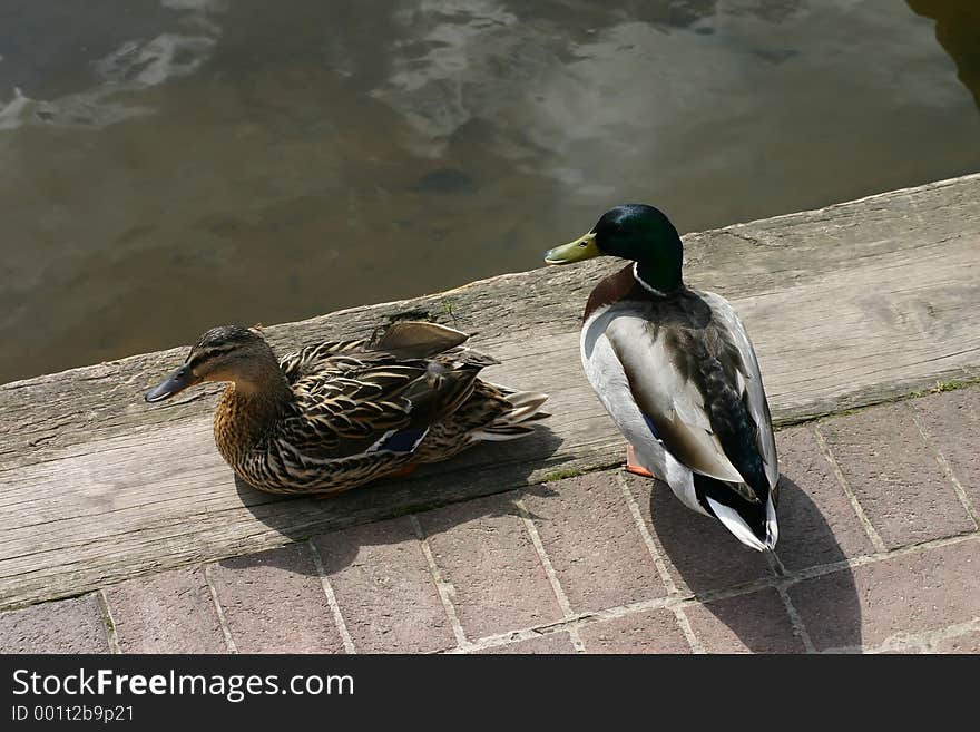 Two Ducks by a River Bank