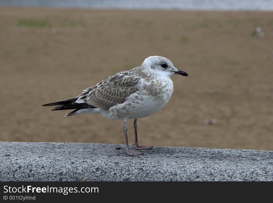 White sea gull at North Dvina bank