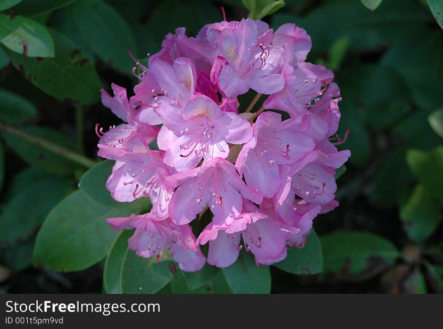 Close up of a pink flower in bloom