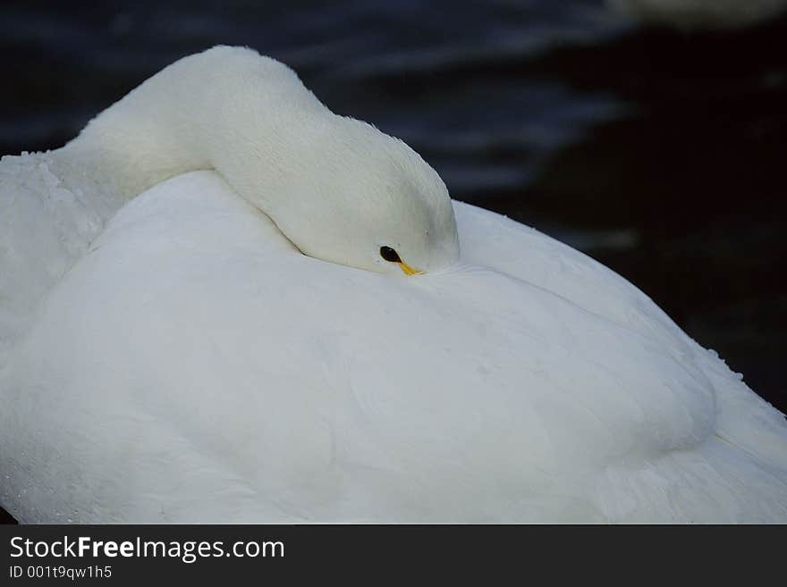 Birds Image. Birds Image