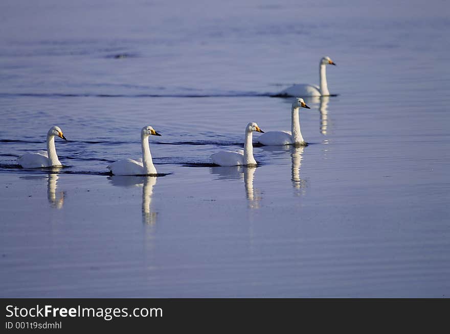 Birds Image. Birds Image