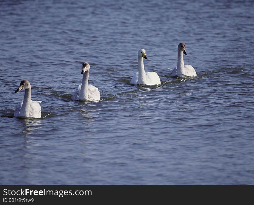 Birds Image