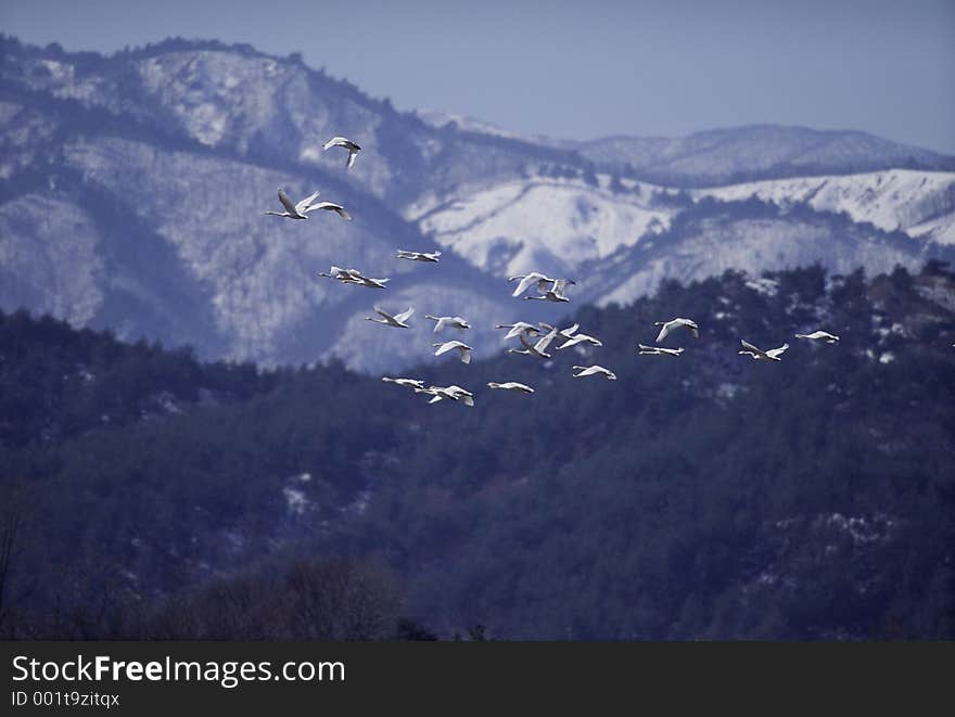 Birds Image