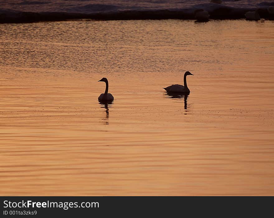 Birds Image