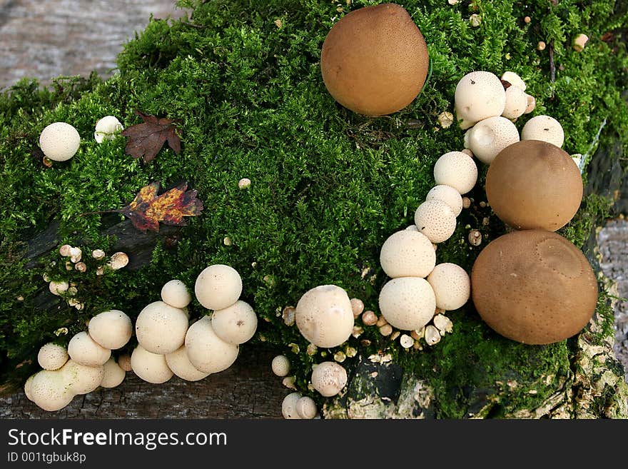 Mushrooms On Moss