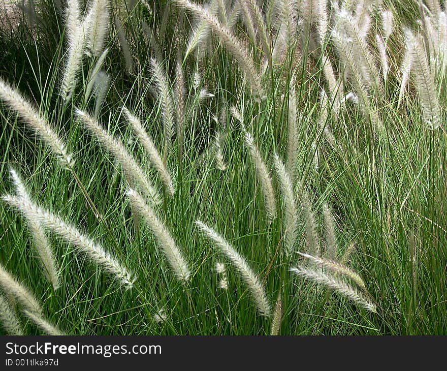 Beautifull grass glowing in late afternoon sun