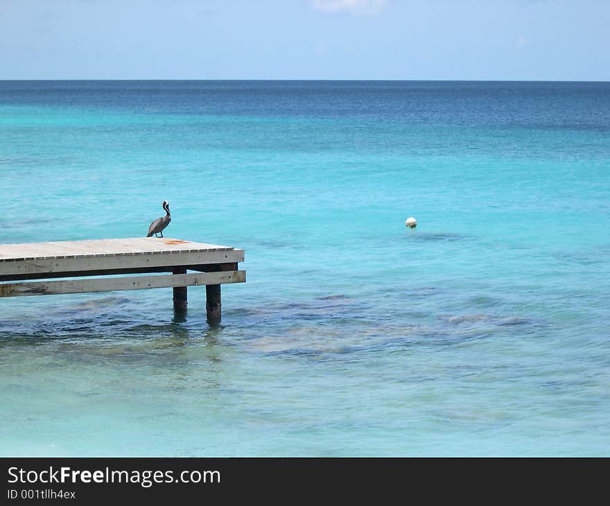 Pelican on pier