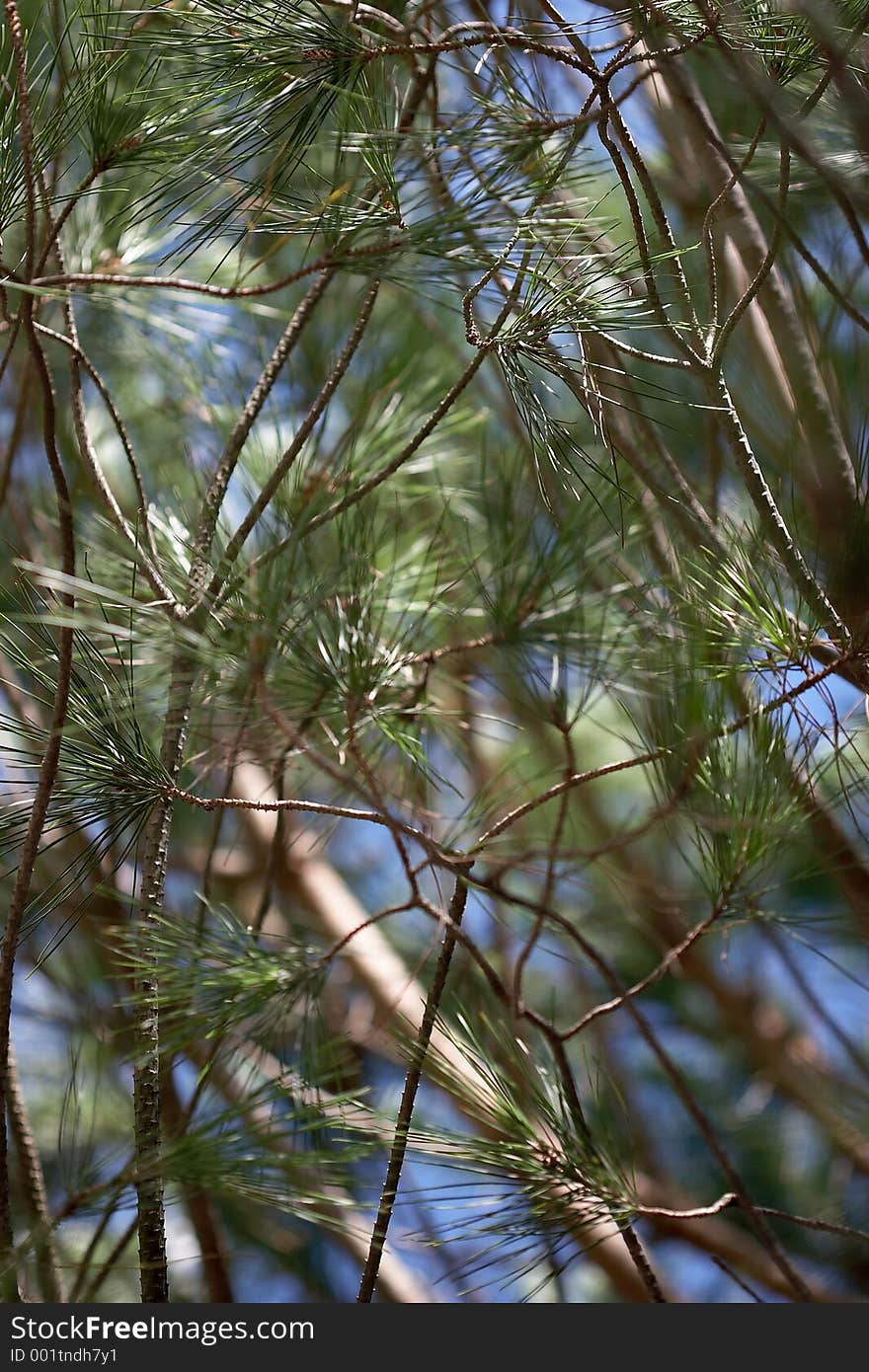 View Into Pine Tree. View Into Pine Tree