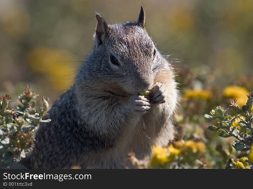 Squirrel Foraging