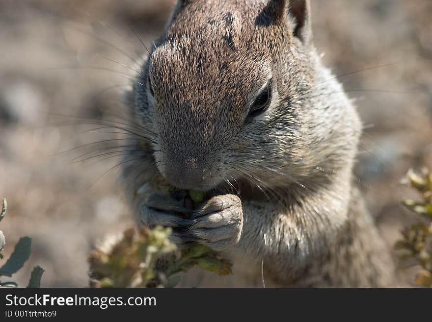 Squirrel Foraging, close-up