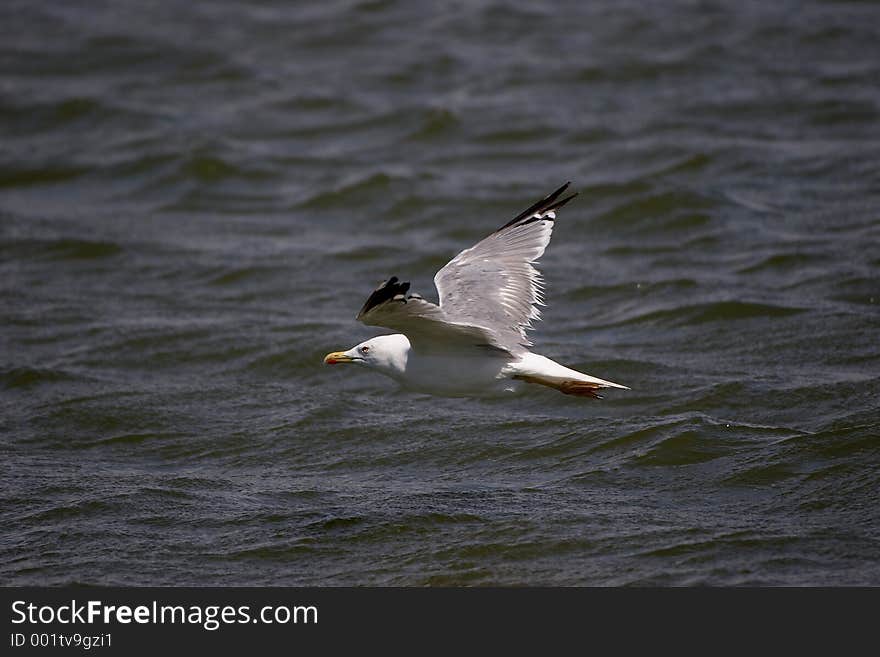 Flying Gull