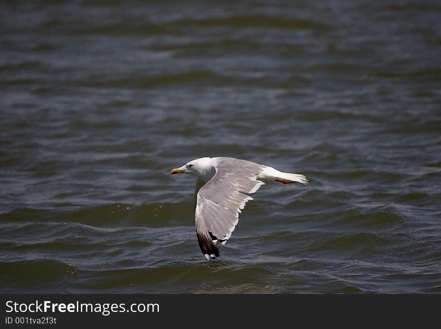 Flying Gull