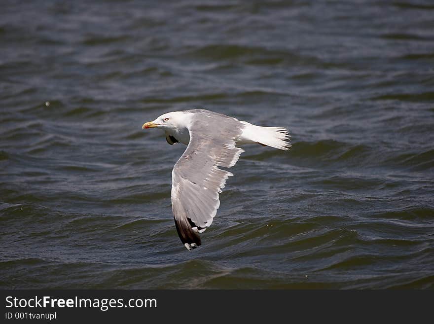 Flying Gull