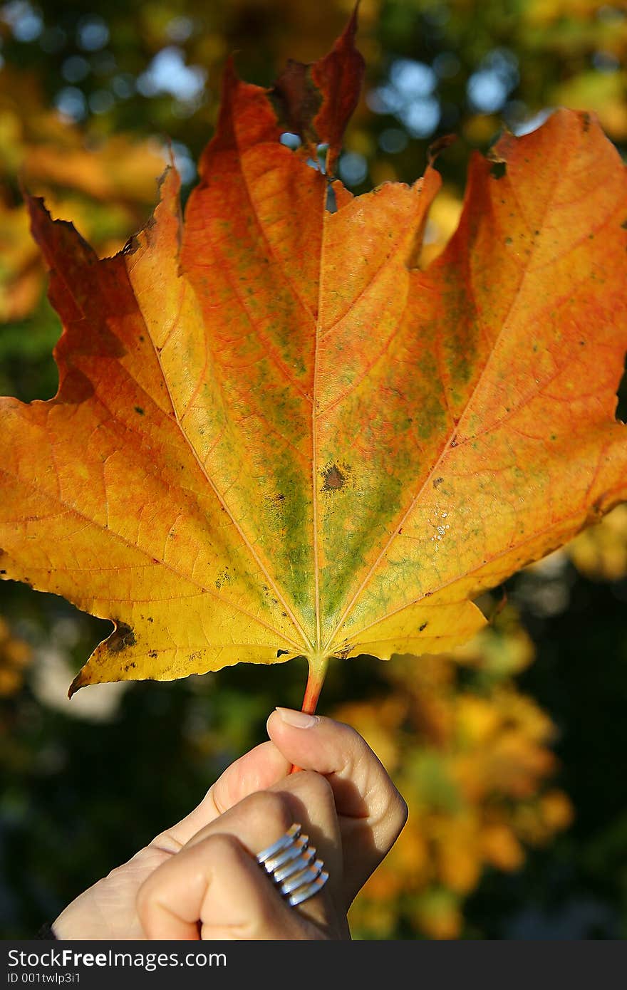 Holding The Leaf